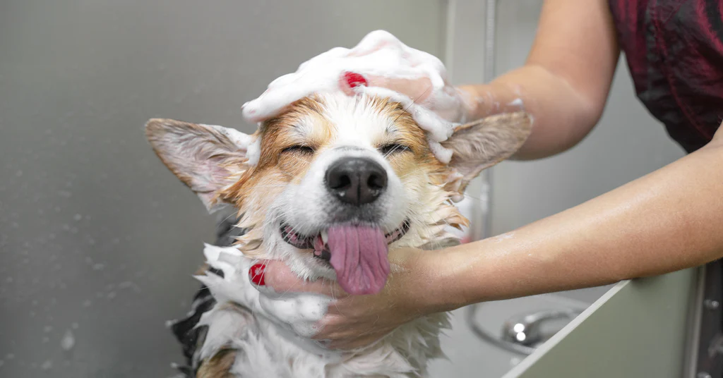 dog grooming